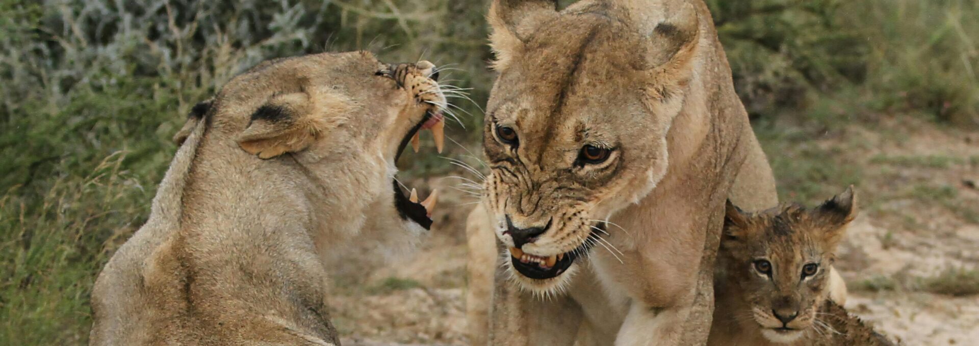 Tarangire, Serengeti & Ngorongoro Safari | 5 Day Tanzania Wildlife Safari