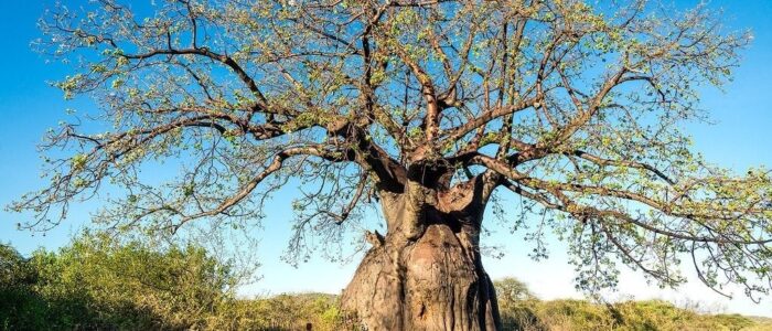 lake-eyasi-baobab-tree-XL