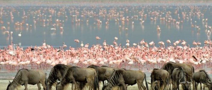 ngorongoro-750x421