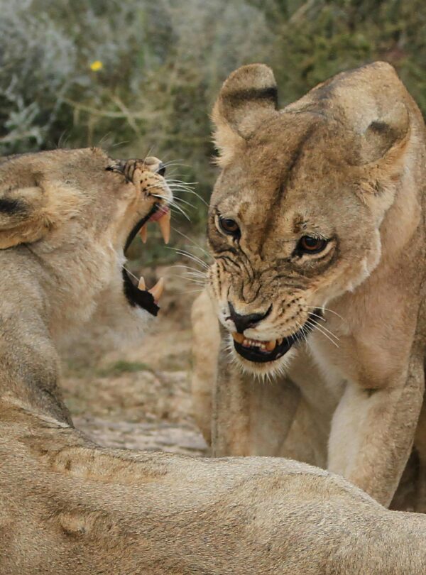 While Arusha National Park is rich in wildlife and scenic beauty, lions are very rare in this park. Unlike larger ecosystems such as the Serengeti, Arusha National Park does not have a stable lion population.