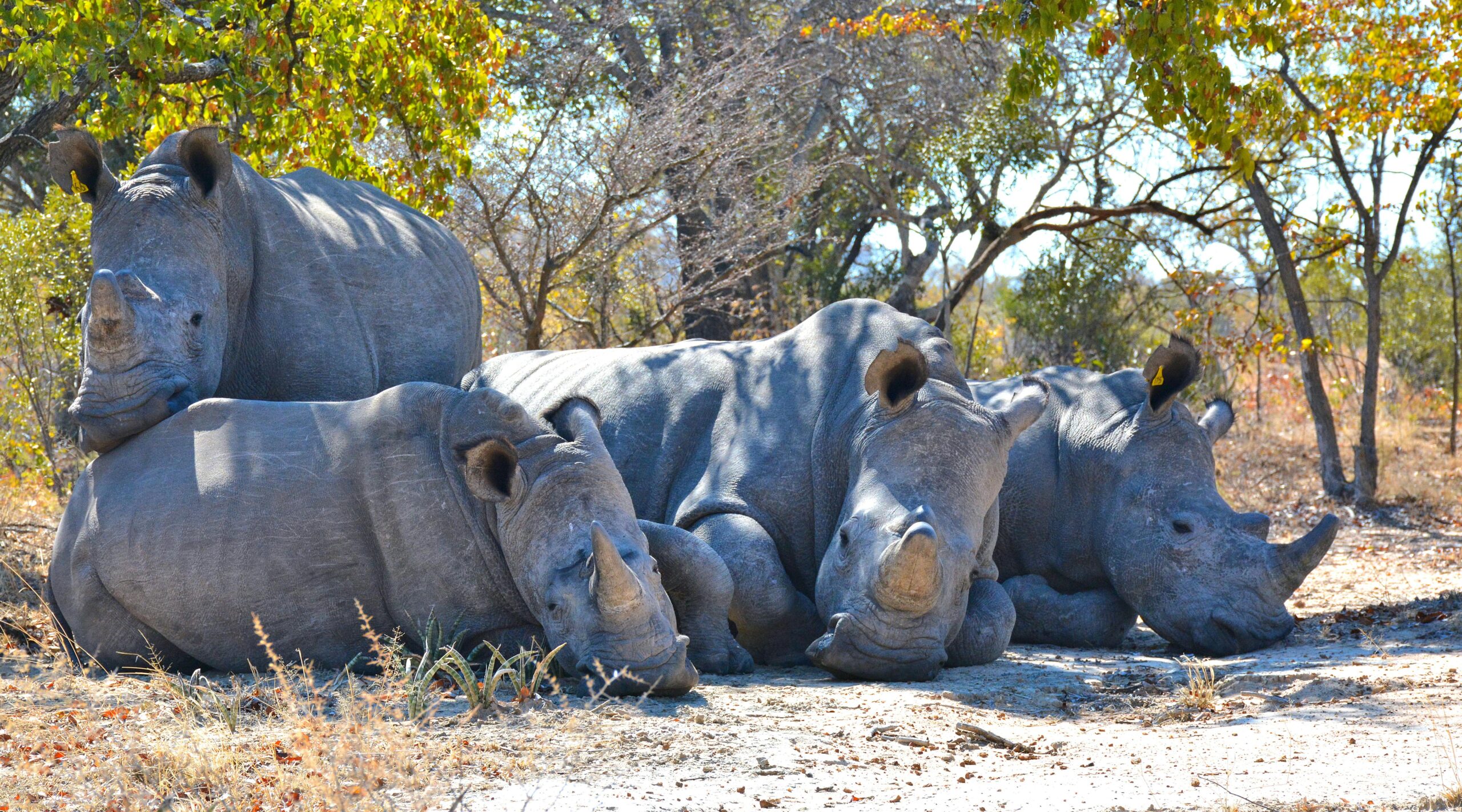 Big Five Safari Tanzania
