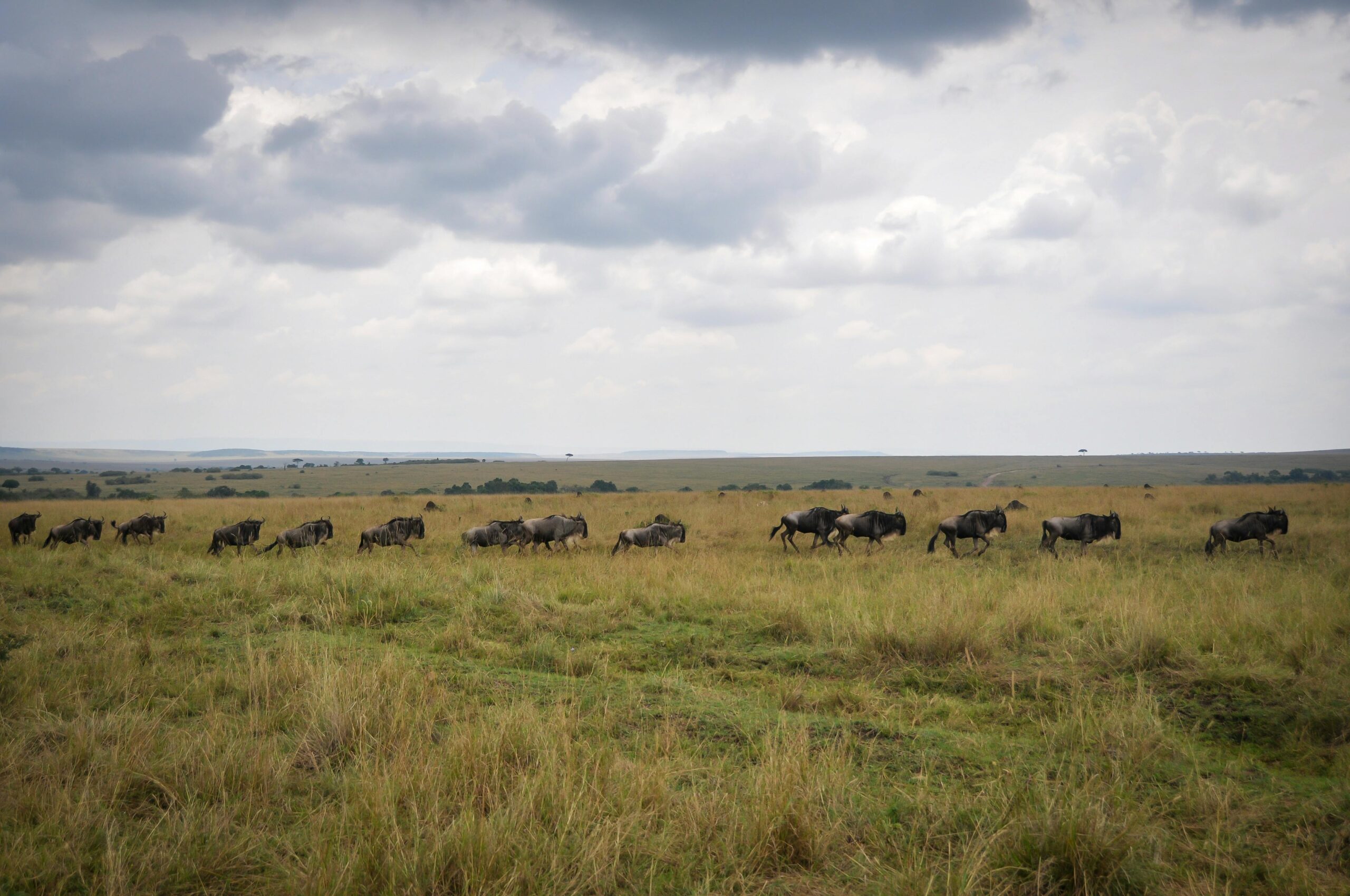Great Migration Safari Serengeti