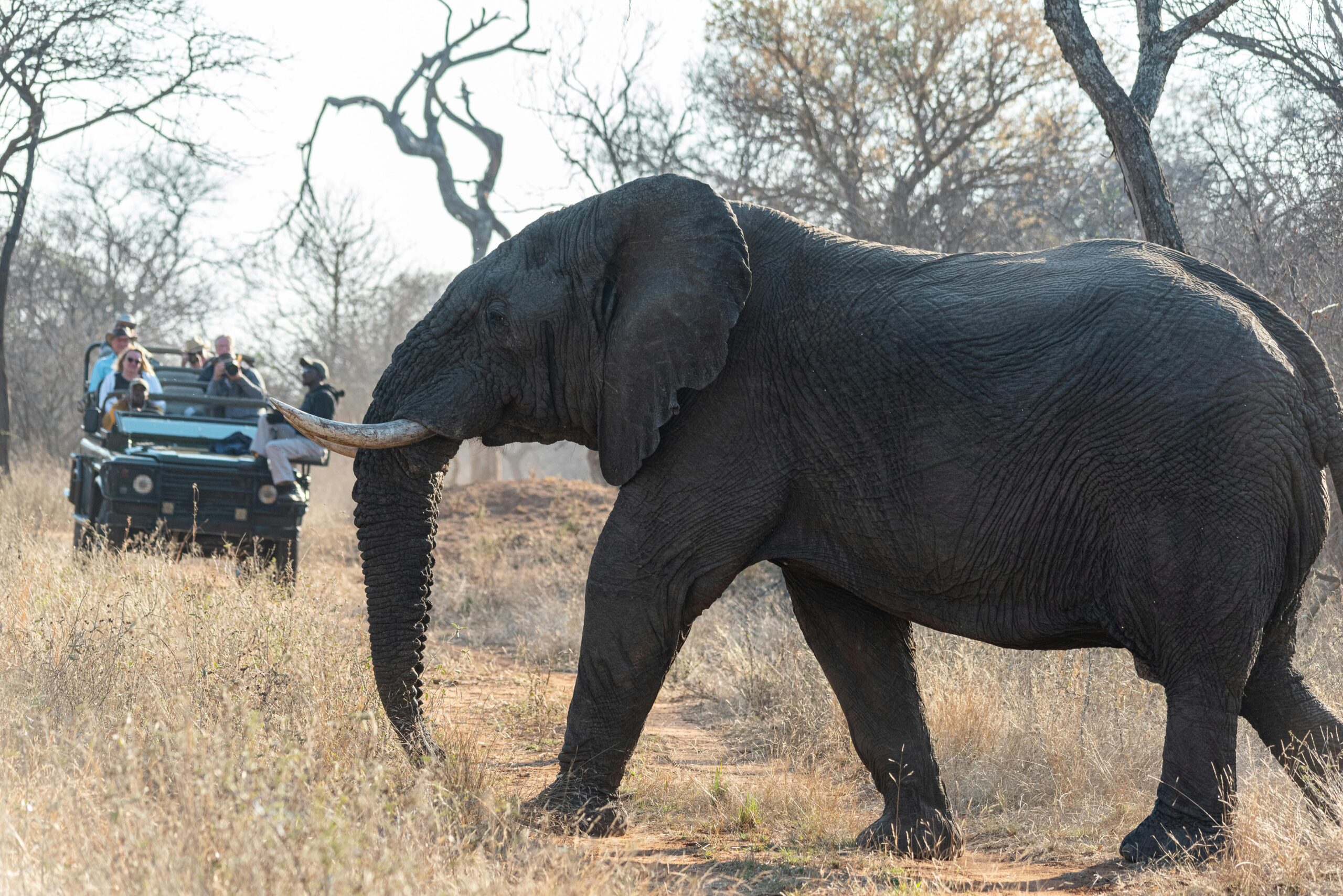 Tarangire, Lake Manyara & Ngorongoro Safari | 4 Day Tanzania Wildlife Safari